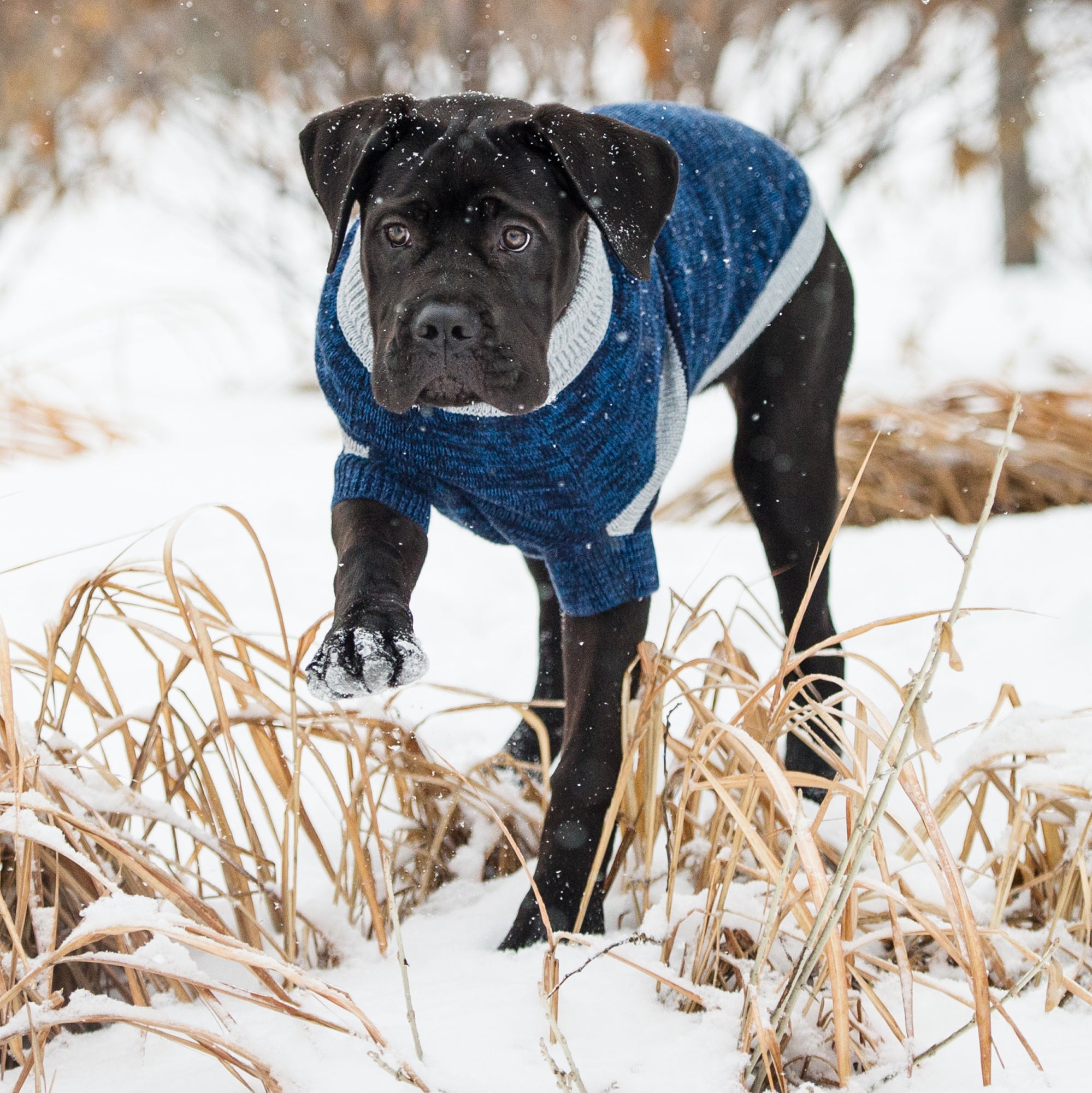 GF PET® Trekking Dog Sweater – Warm, Durable & Stylish (Blue)