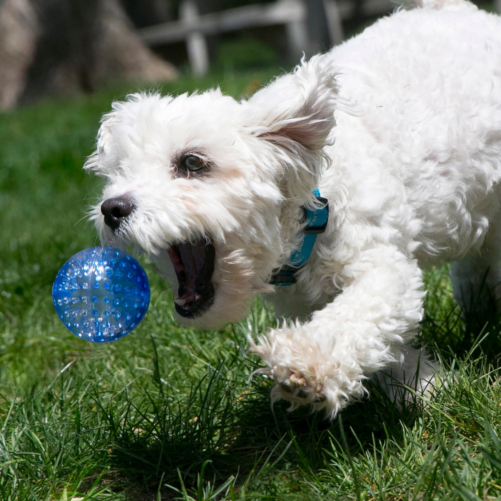 KONG Geodz Dog Toy | Floating Fetch Ball with Squeaker 🐾 (2pk)