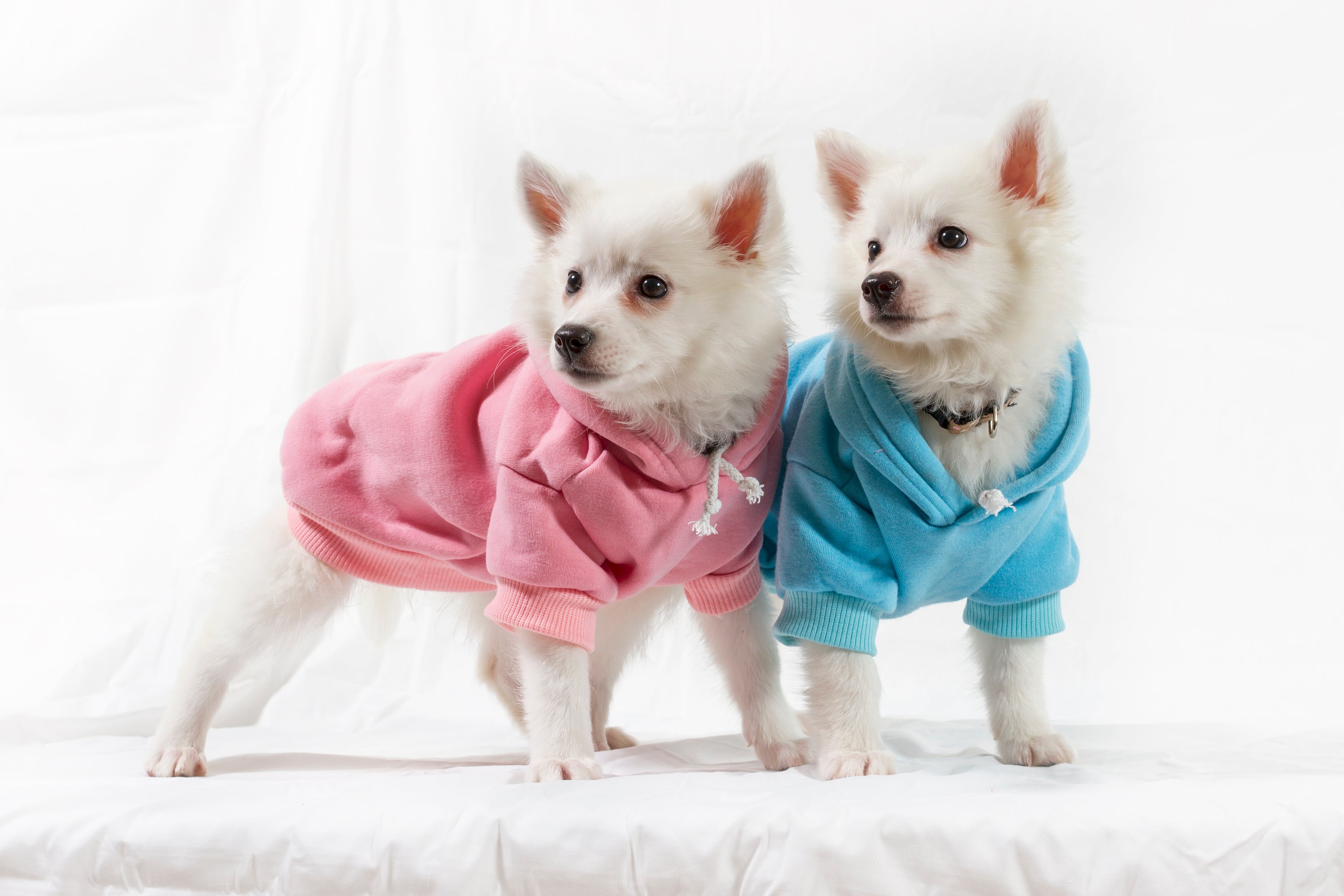 High-Quality Soft Solid-Color Hoodies for Pets - Durable and Comfortable