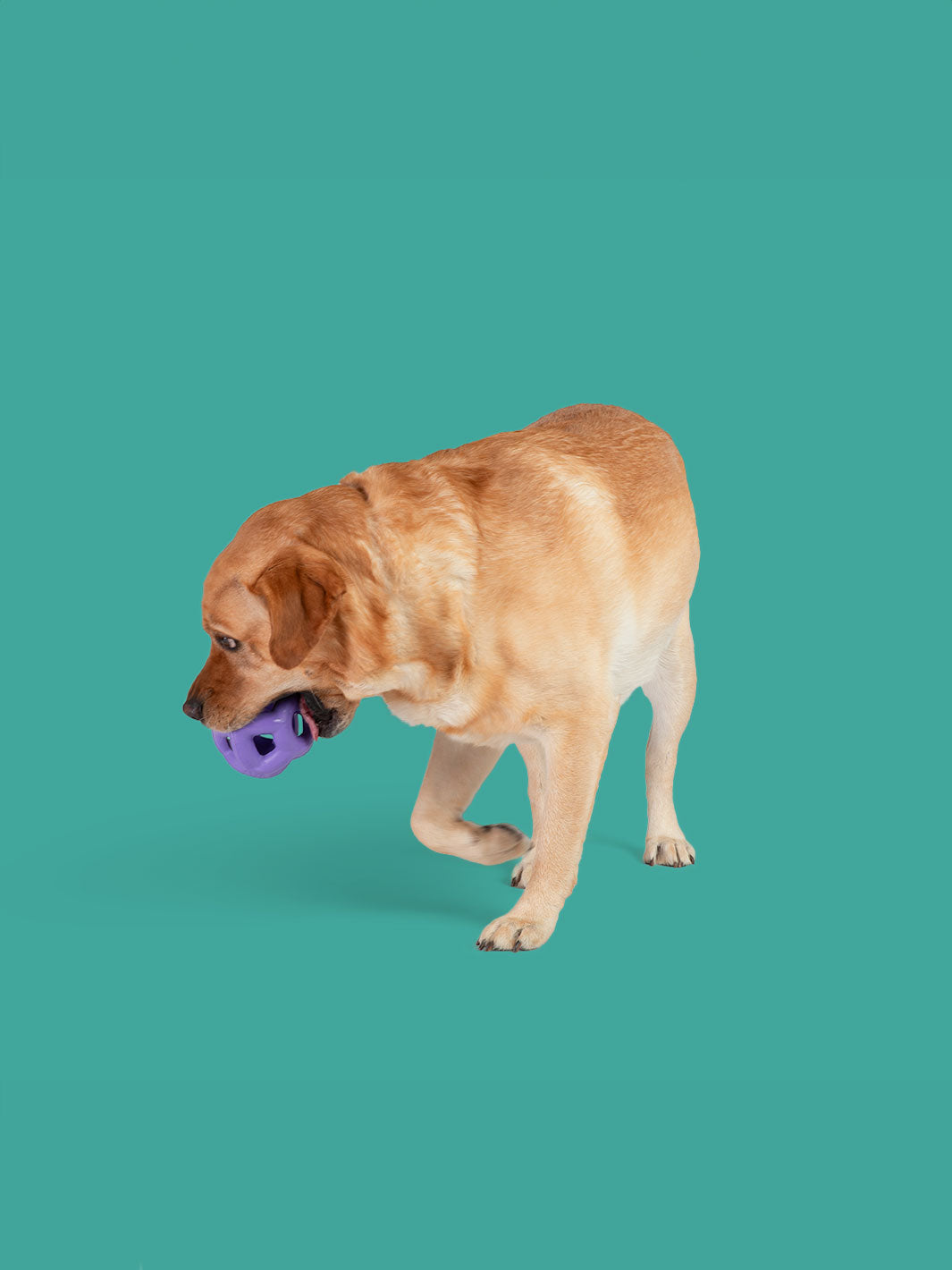 Yomp Heli Ring MAX Dog Toy – Durable Hollow Ball for Fetch & Tug