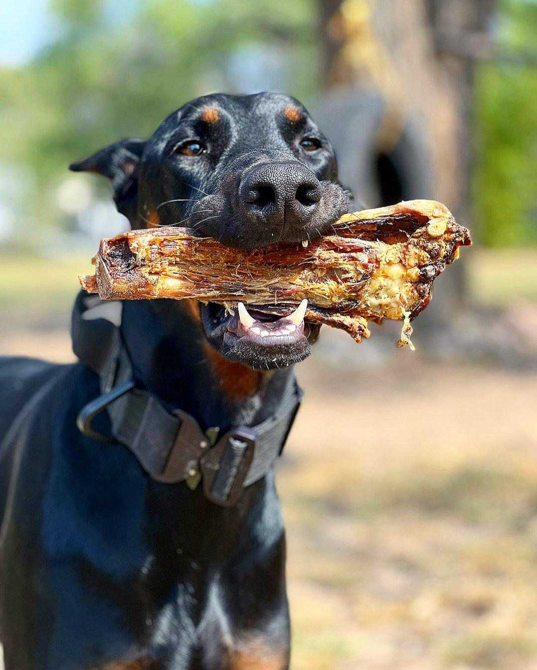 Australian Lamb Shank Dog Chew – Grass-Fed & Pasture-Raised