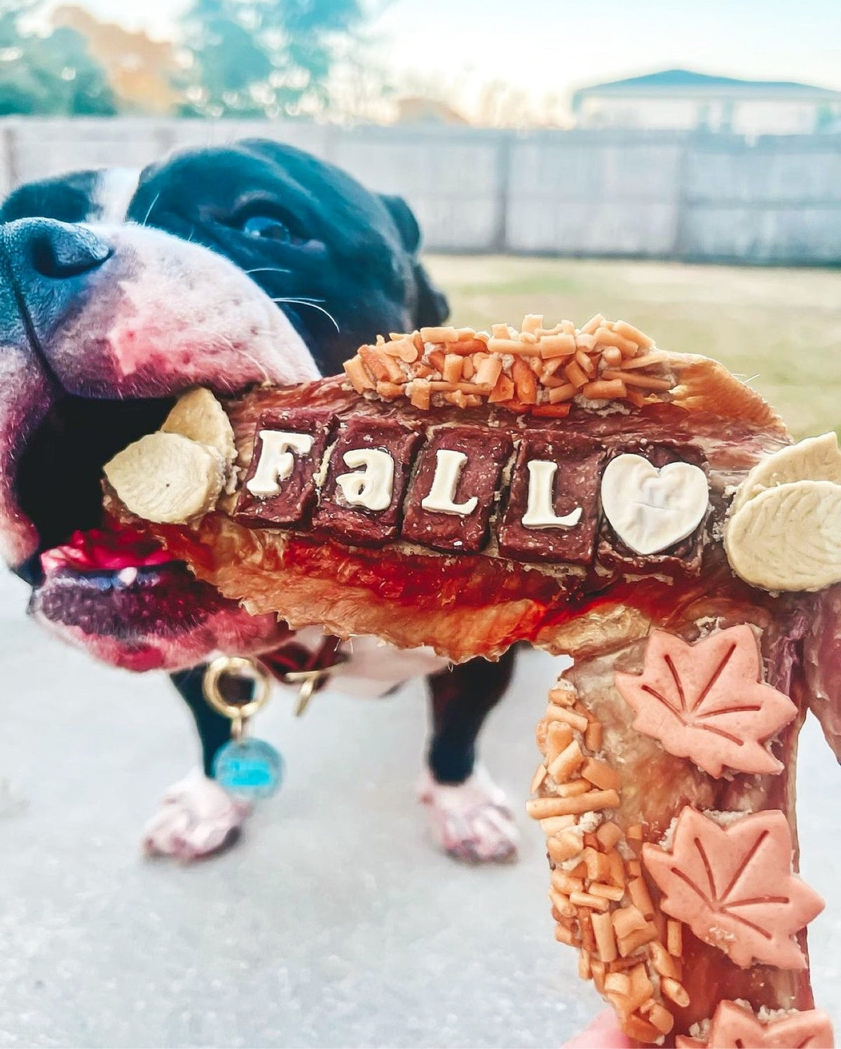 Turkey Wing Natural Dog Chew – Single Ingredient