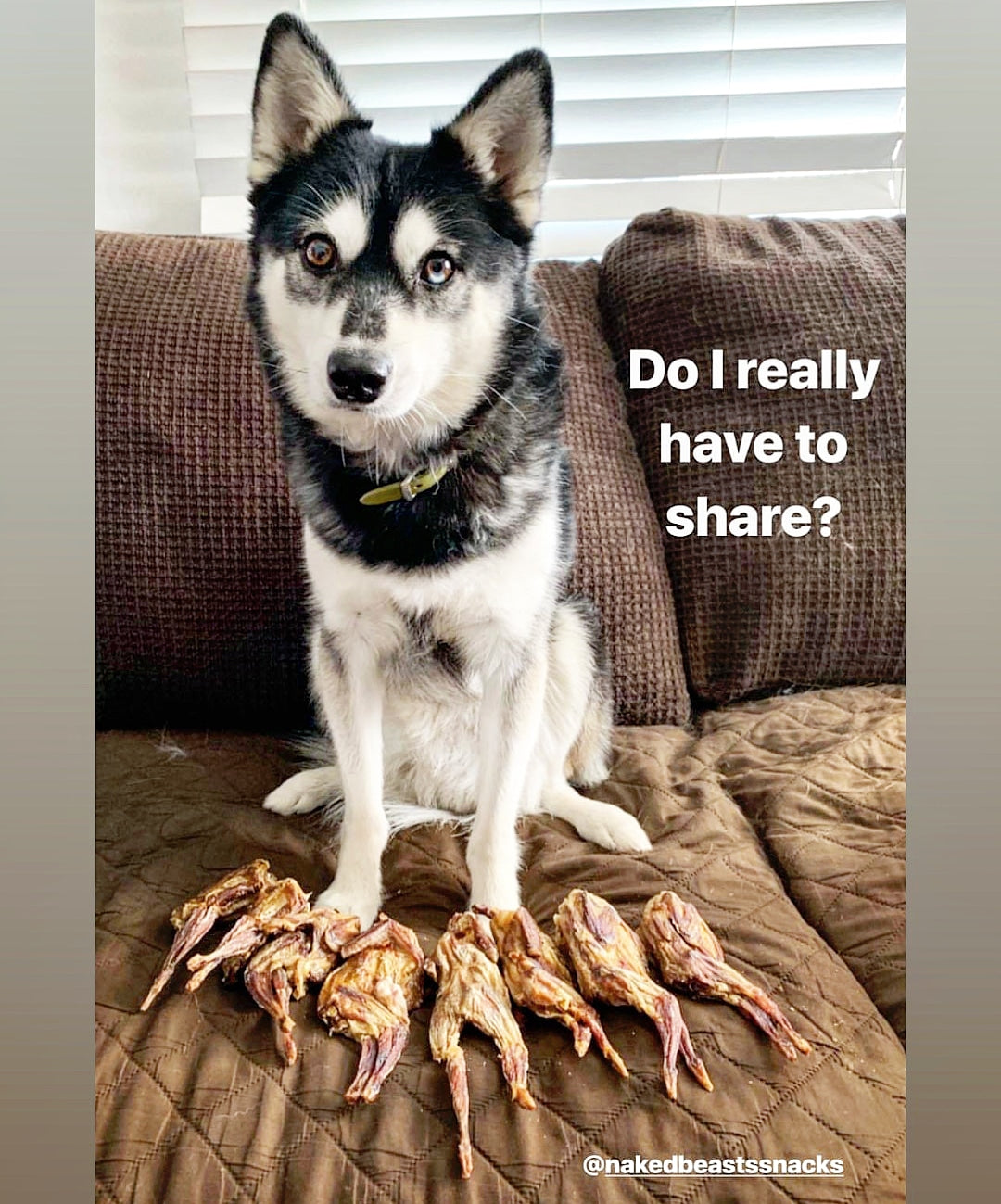 Whole Quail Treats for Dogs & Cats – Single Ingredient, Bone-In