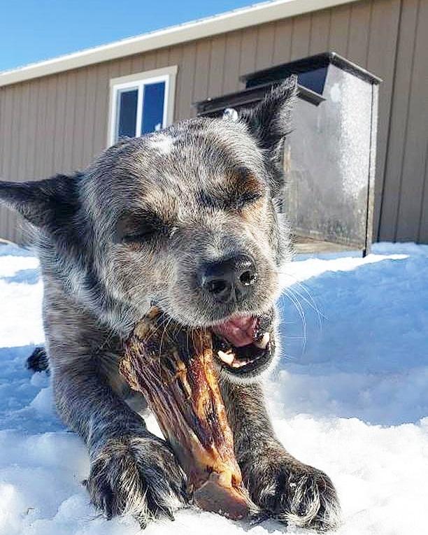 Australian Lamb Shank Dog Chew – Grass-Fed & Pasture-Raised