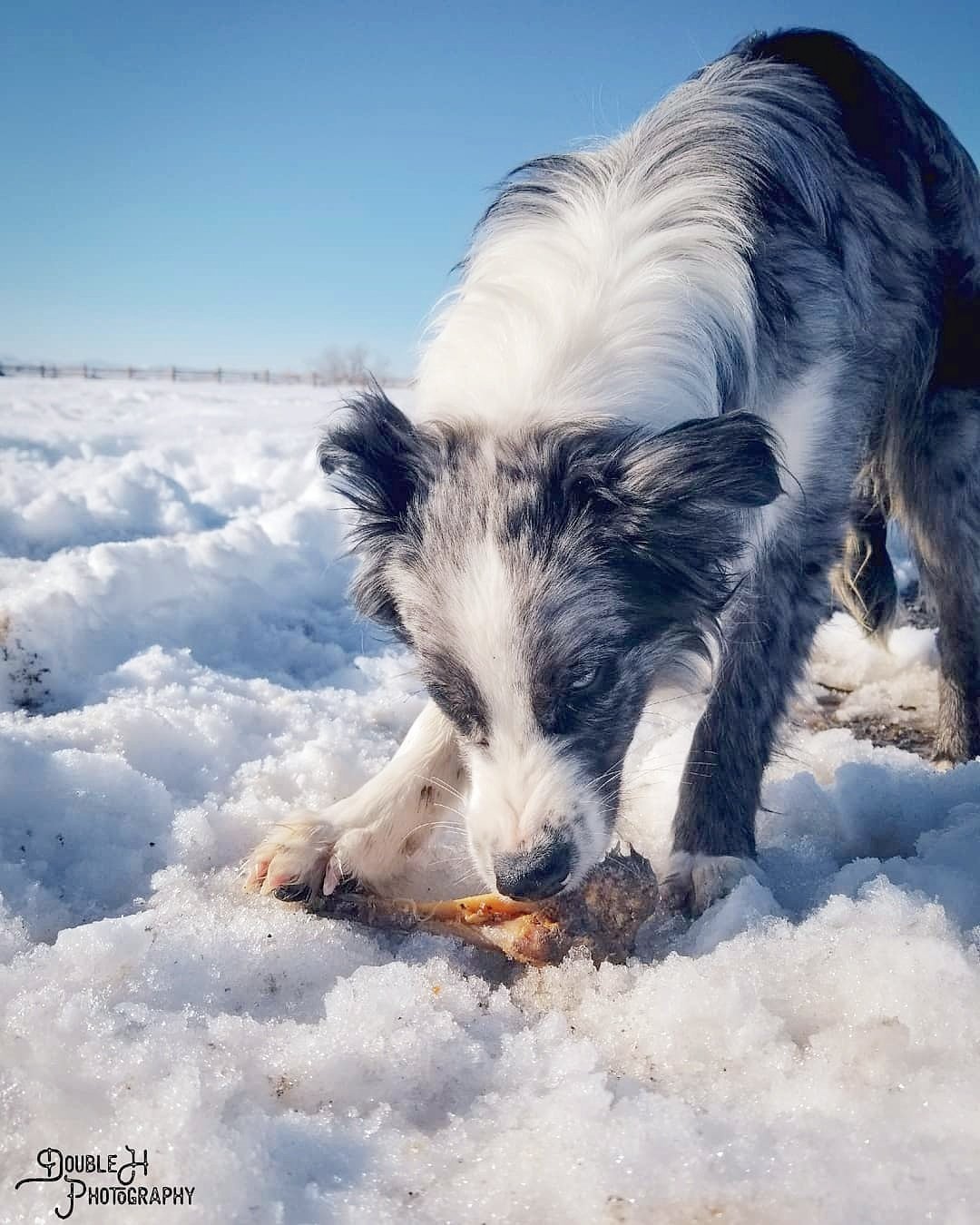 Australian Lamb Shank Dog Chew – Grass-Fed & Pasture-Raised