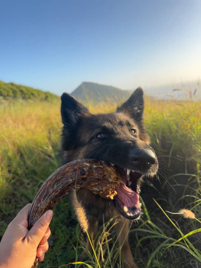 Whole Turkey Neck Dog Chew – Natural Meaty Bone Chew for Dogs
