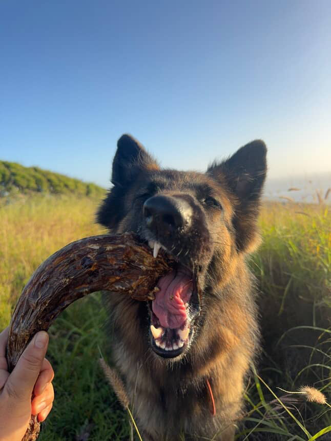 Whole Turkey Neck Dog Chew – Natural Meaty Bone Chew for Dogs