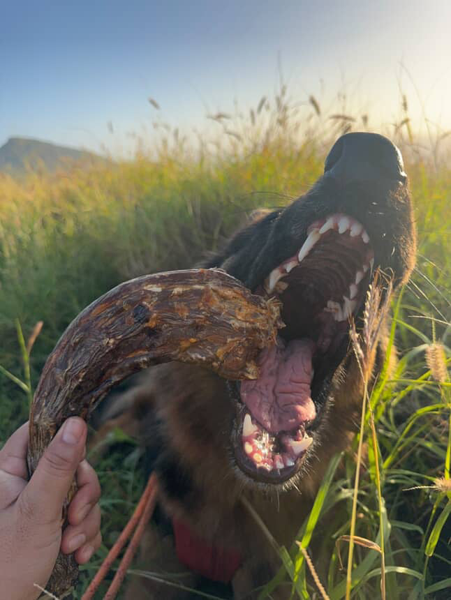 Whole Turkey Neck Dog Chew – Natural Meaty Bone Chew for Dogs