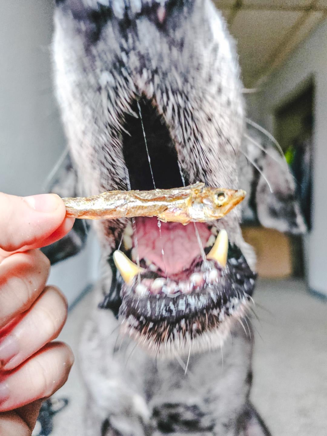 Naked Beasts Wild-Caught Smelt Omega-3 Dog & Cat Treats