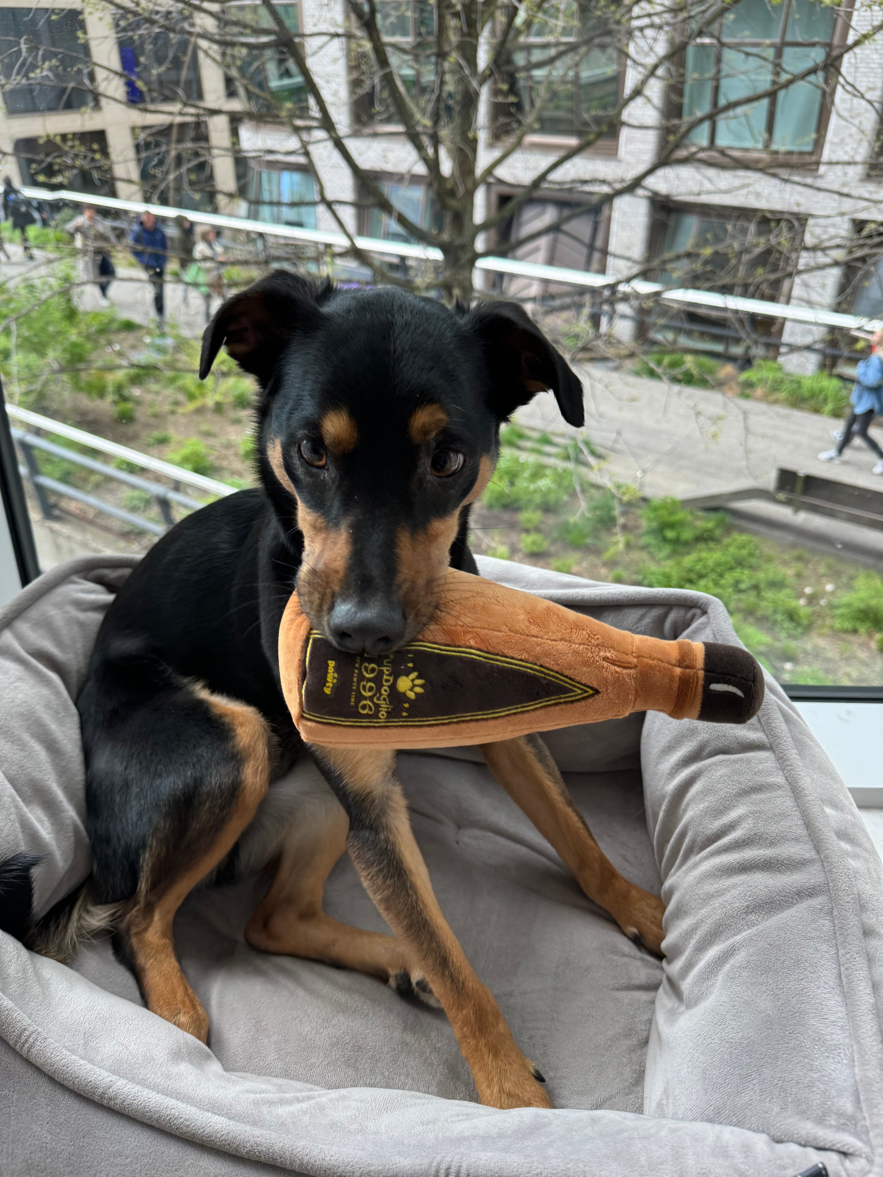 1996 Tequila Dog Toy – Funny Squeaky Plush Bottle for Dogs