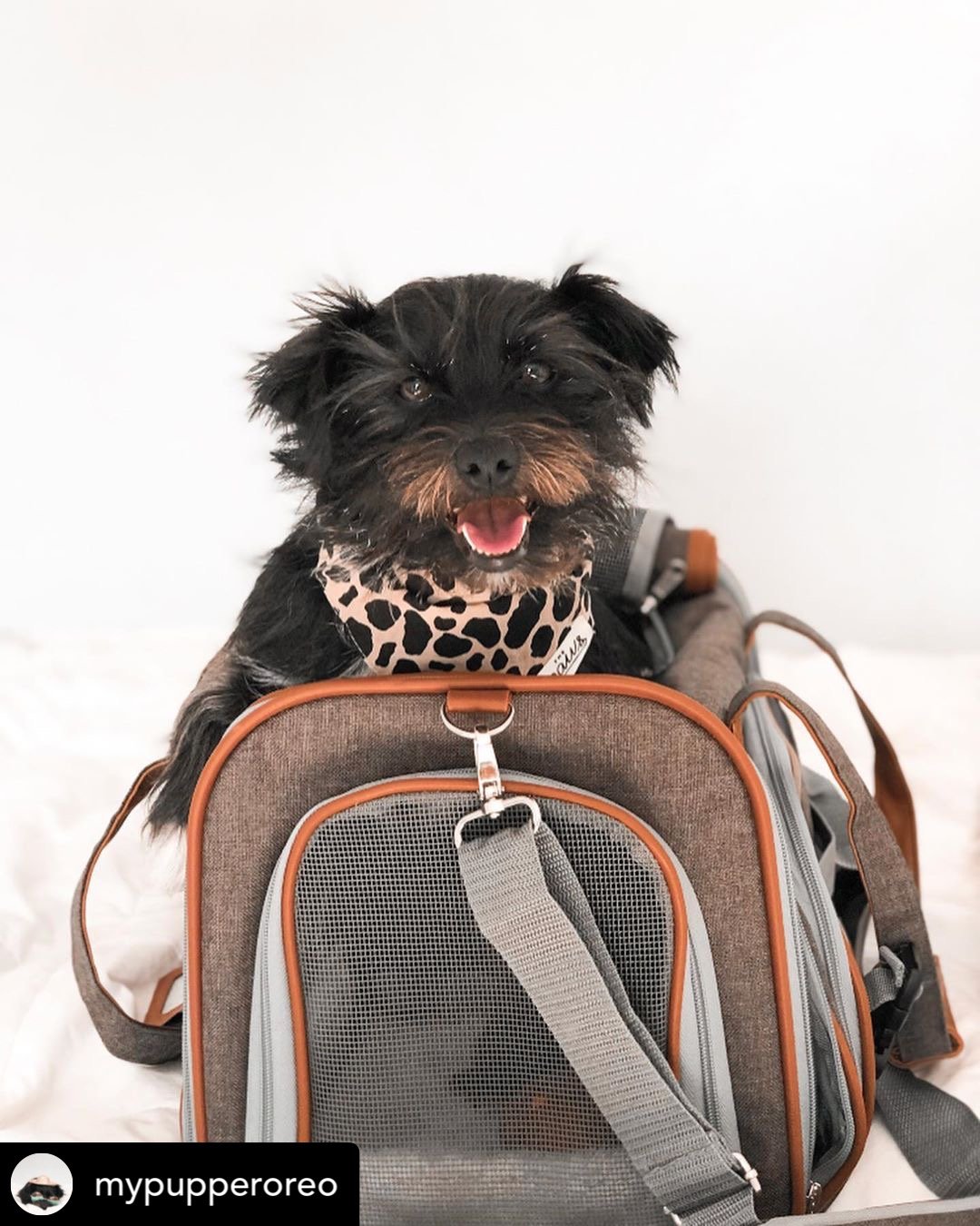 Mr. Peanut's Gold Series Airline Approved Pet Carrier – Soft-Sided Travel Tote for Cats & Small Dogs, Fits Under Airline Seats