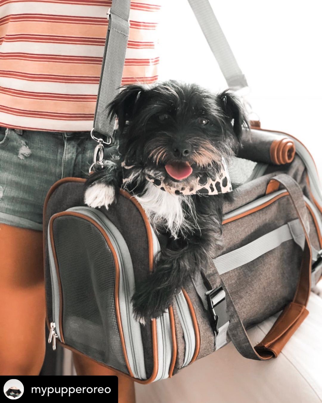 Mr. Peanut's Gold Series Airline Approved Pet Carrier – Soft-Sided Travel Tote for Cats & Small Dogs, Fits Under Airline Seats