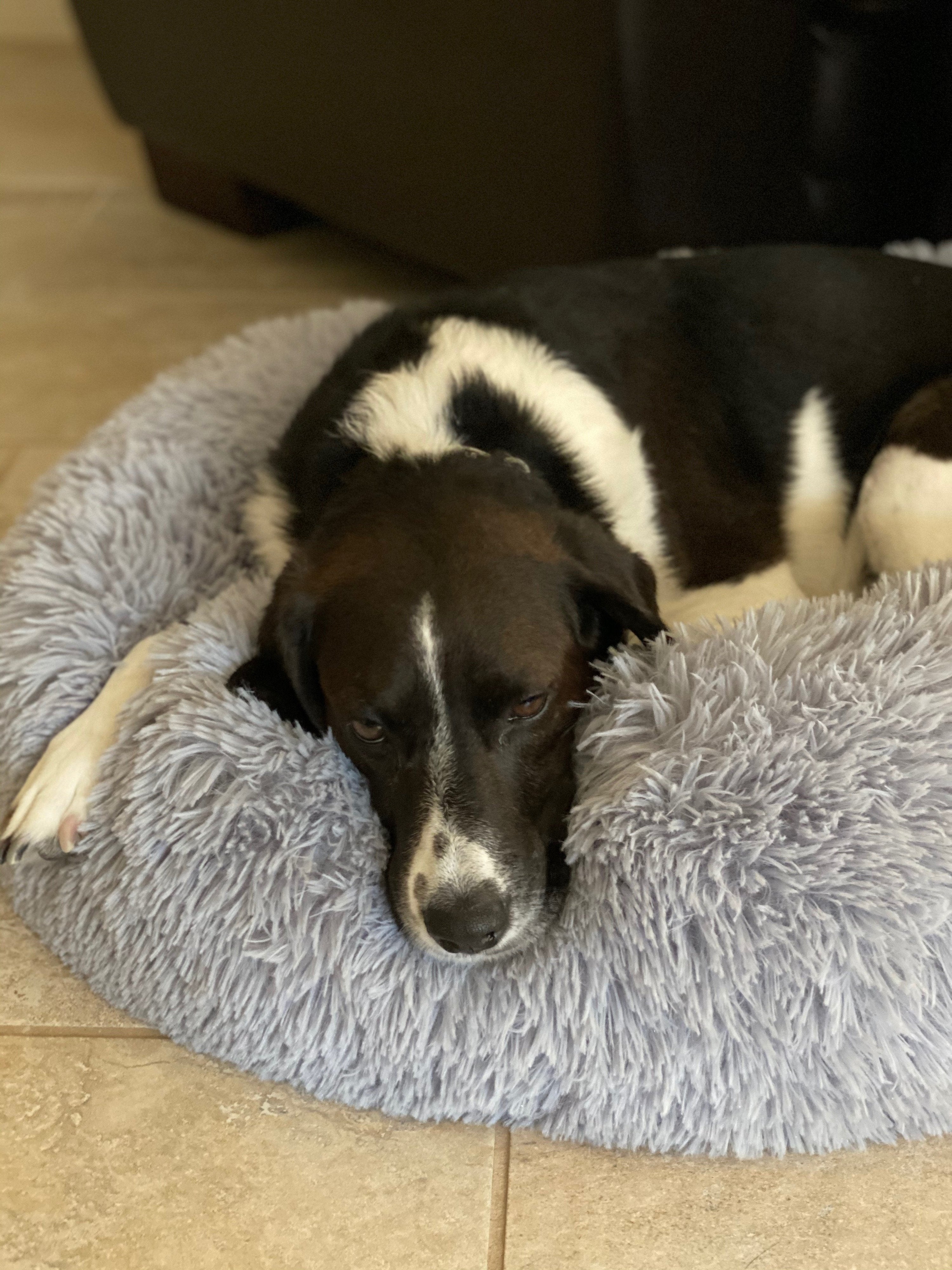Mr. Peanut’s OrthoPlush® 23" Orthopedic Pet Bed – Luxuriously Soft, Vet-Designed Support for Dogs & Cats