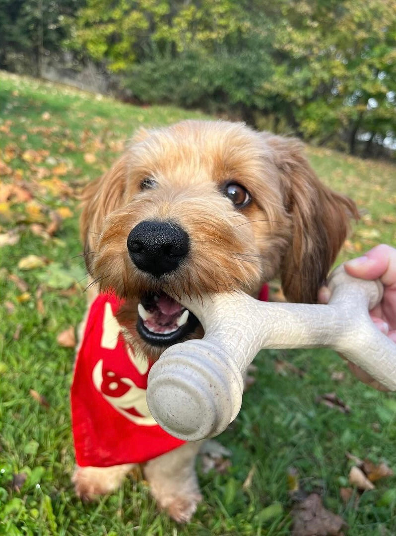 Yomp Barkin' Bone
