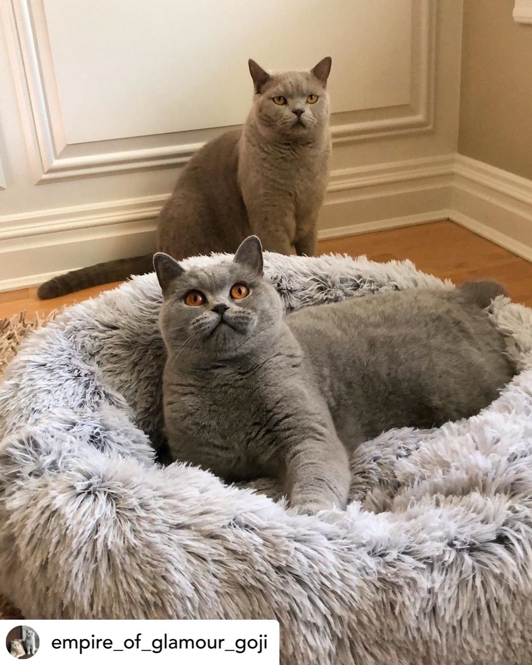 Mr. Peanut’s OrthoPlush® 23" Orthopedic Pet Bed – Luxuriously Soft, Vet-Designed Support for Dogs & Cats