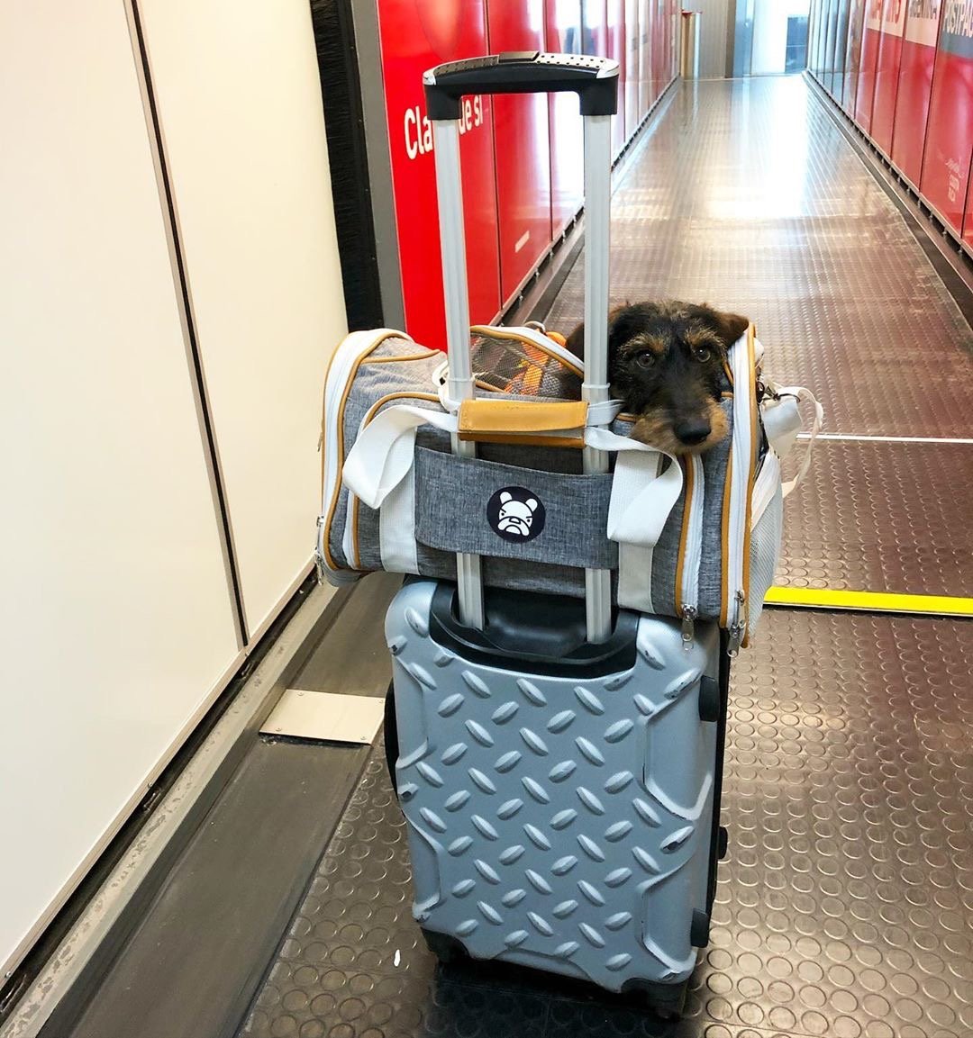Mr. Peanut’s Gold Series Expandable Pet Carrier – Airline Compliant Soft-Sided Travel Bag for Small Dogs & Cats