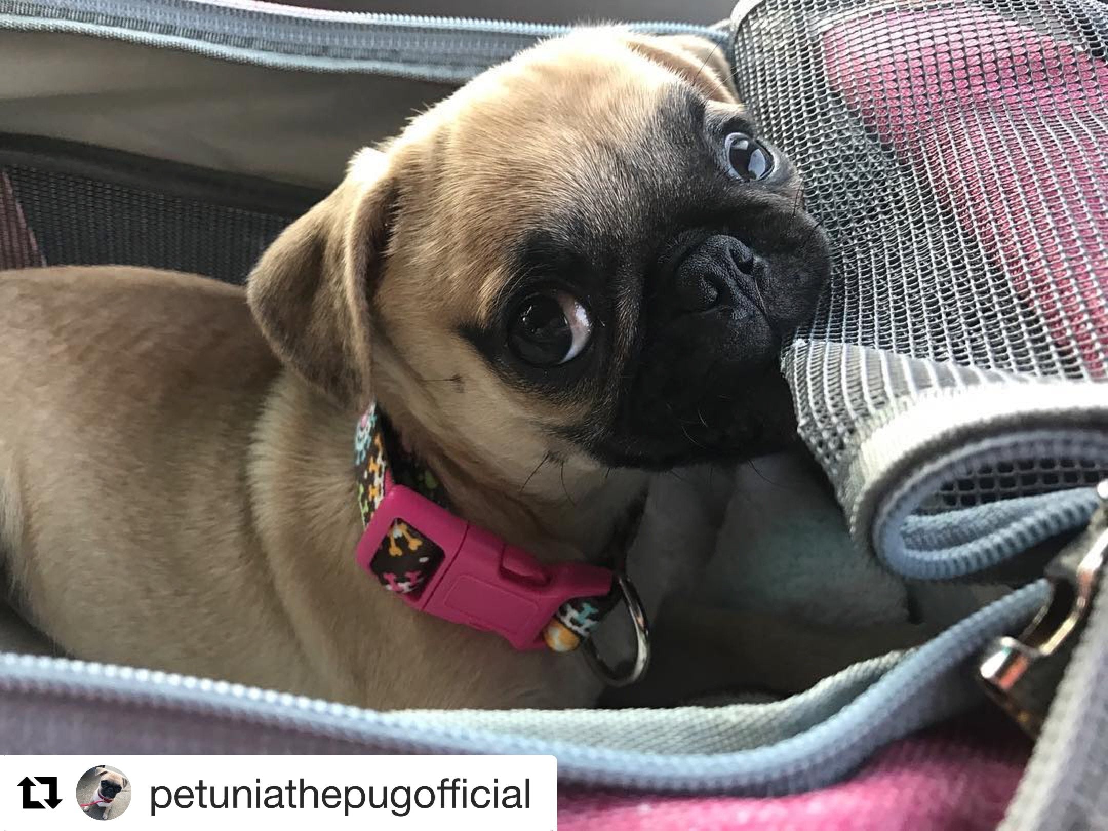 Mr. Peanut's Gold Series Airline Approved Pet Carrier – Soft-Sided Travel Tote for Cats & Small Dogs, Fits Under Airline Seats