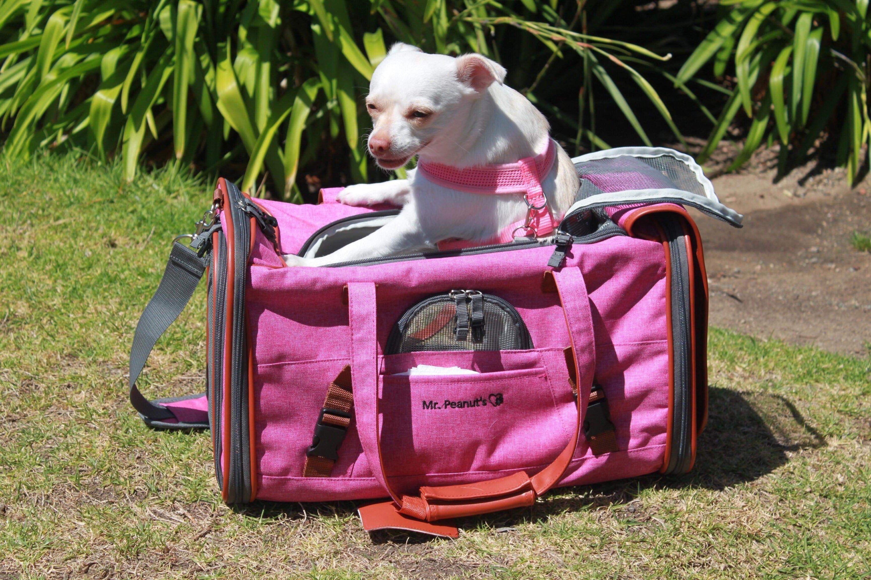 Mr. Peanut's Gold Series Airline Approved Pet Carrier – Soft-Sided Travel Tote for Cats & Small Dogs, Fits Under Airline Seats