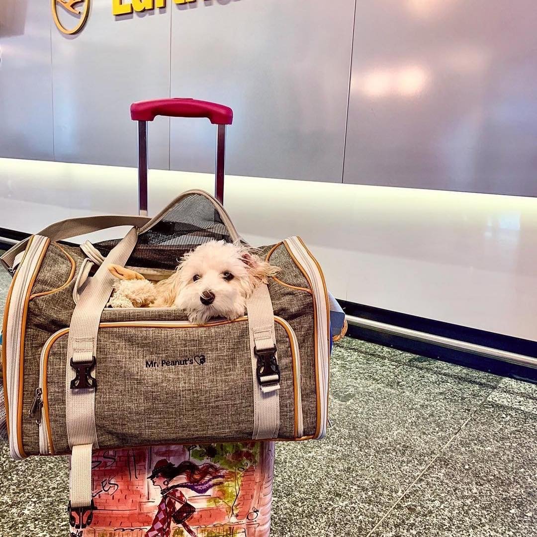 Expandable Soft-Sided Pet Carrier by Mr. Peanut’s – Airline-Approved for Travel