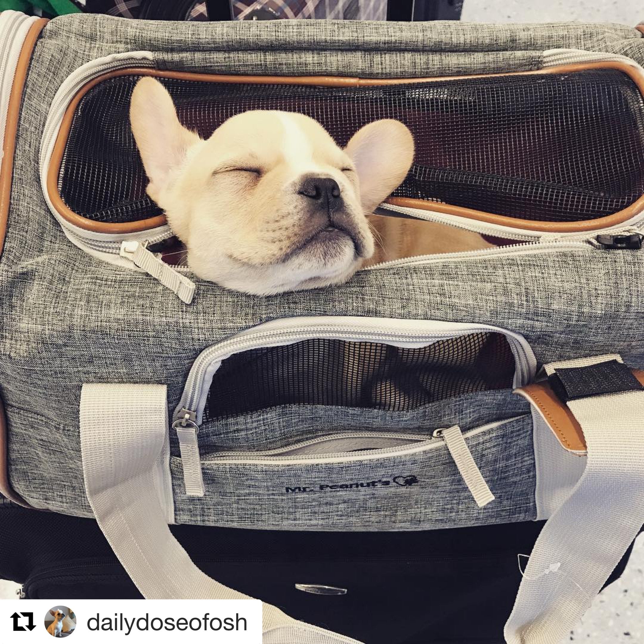 Expandable Soft-Sided Pet Carrier by Mr. Peanut’s – Airline-Approved for Travel
