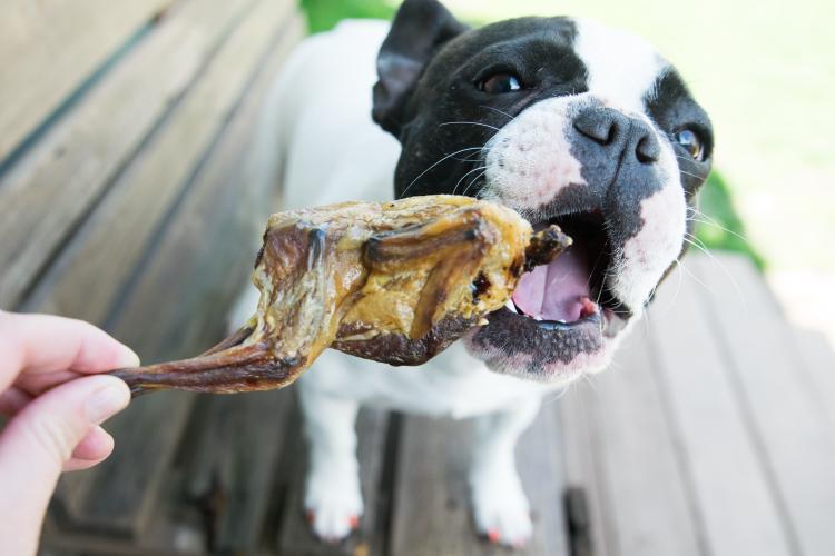 Whole Quail Treats for Dogs & Cats – Single Ingredient, Bone-In