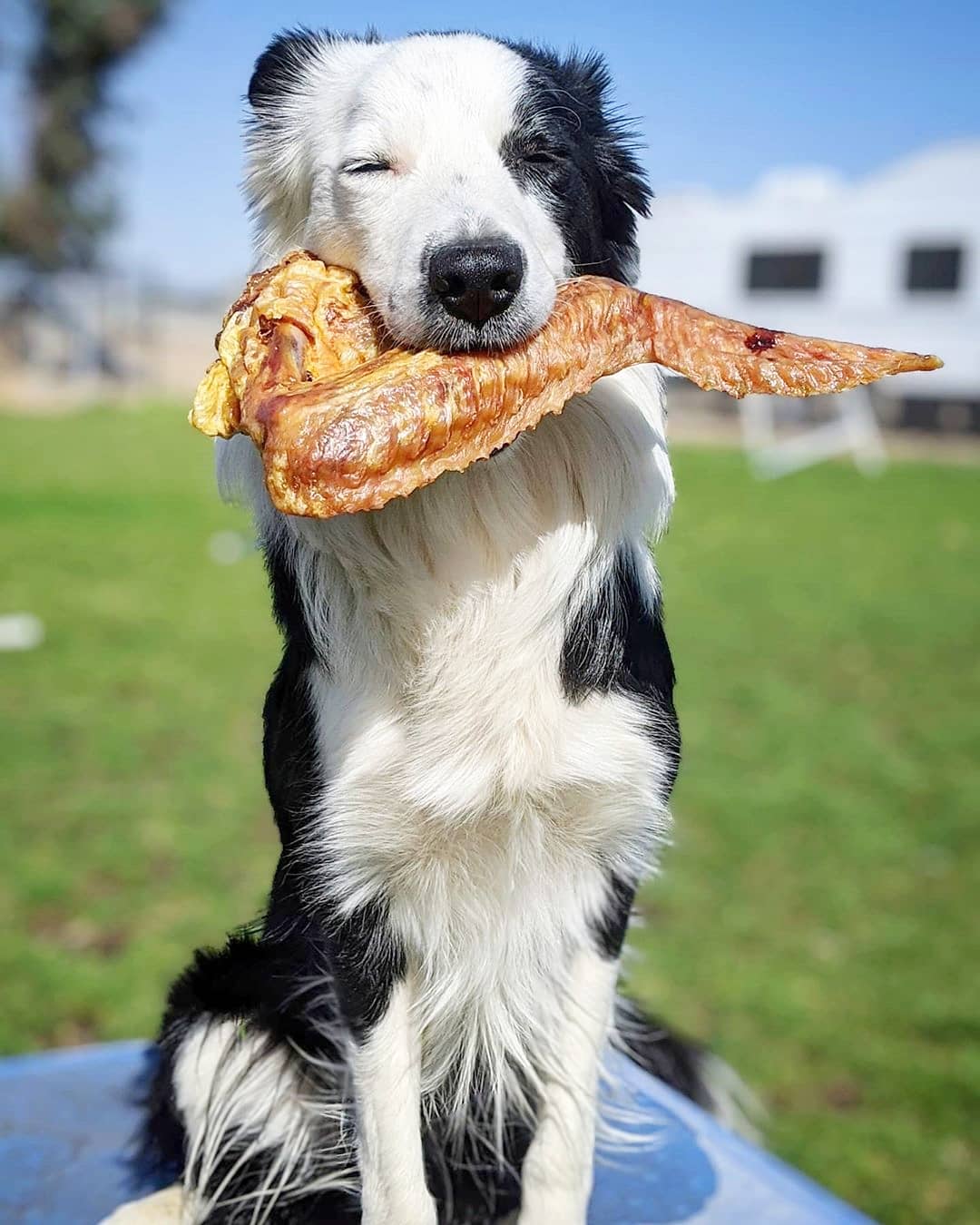 Turkey Wing Natural Dog Chew – Single Ingredient