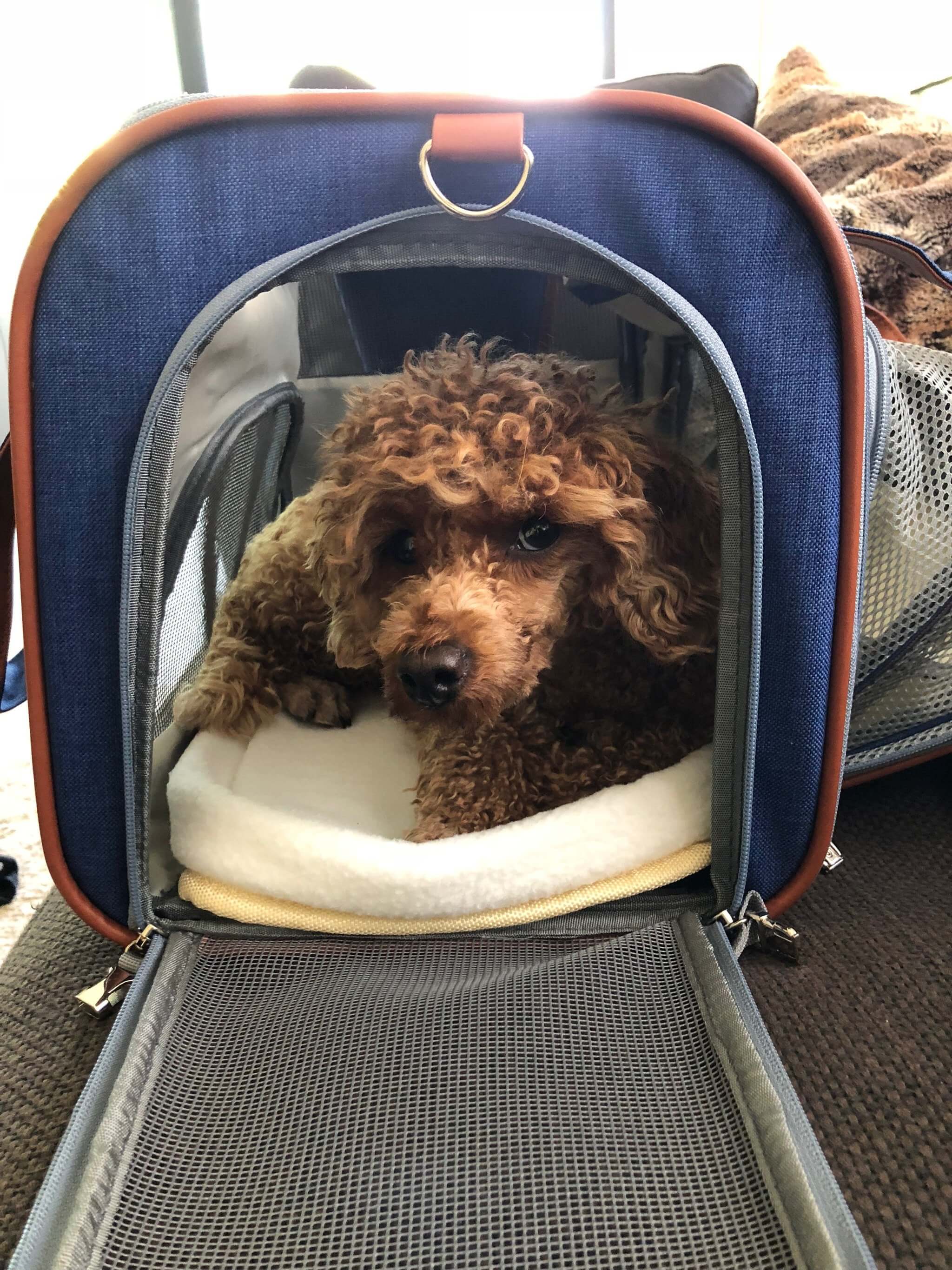 Mr. Peanut’s Gold Series Expandable Pet Carrier – Airline Compliant Soft-Sided Travel Bag for Small Dogs & Cats
