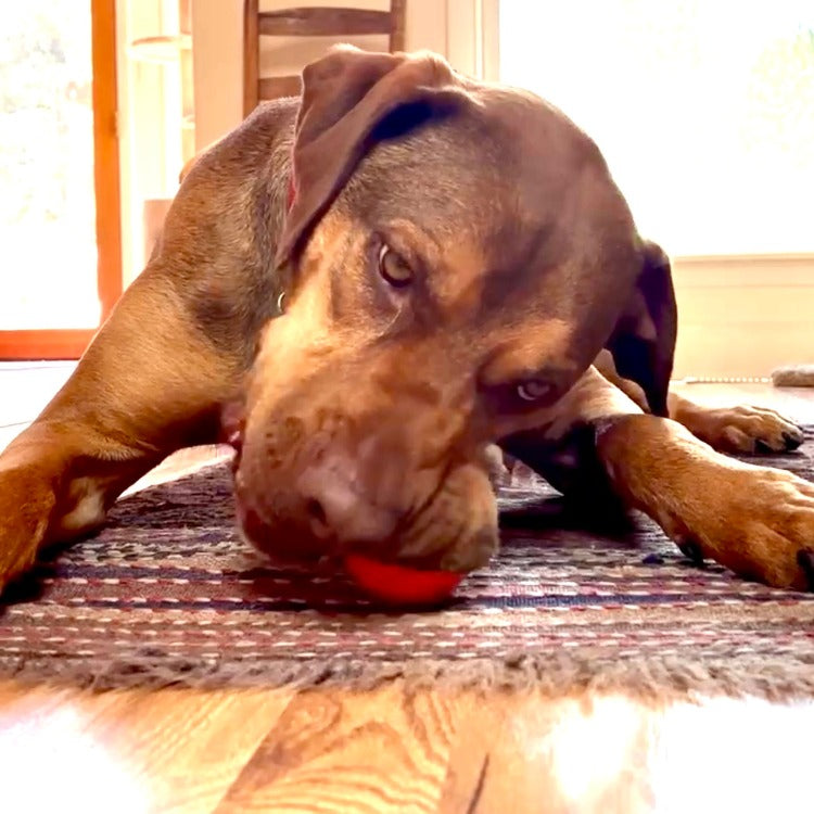 SodaPup Squeak Ball Dog Toy – Durable Floating Squeaky Fetch & Chew Toy (USA Made)