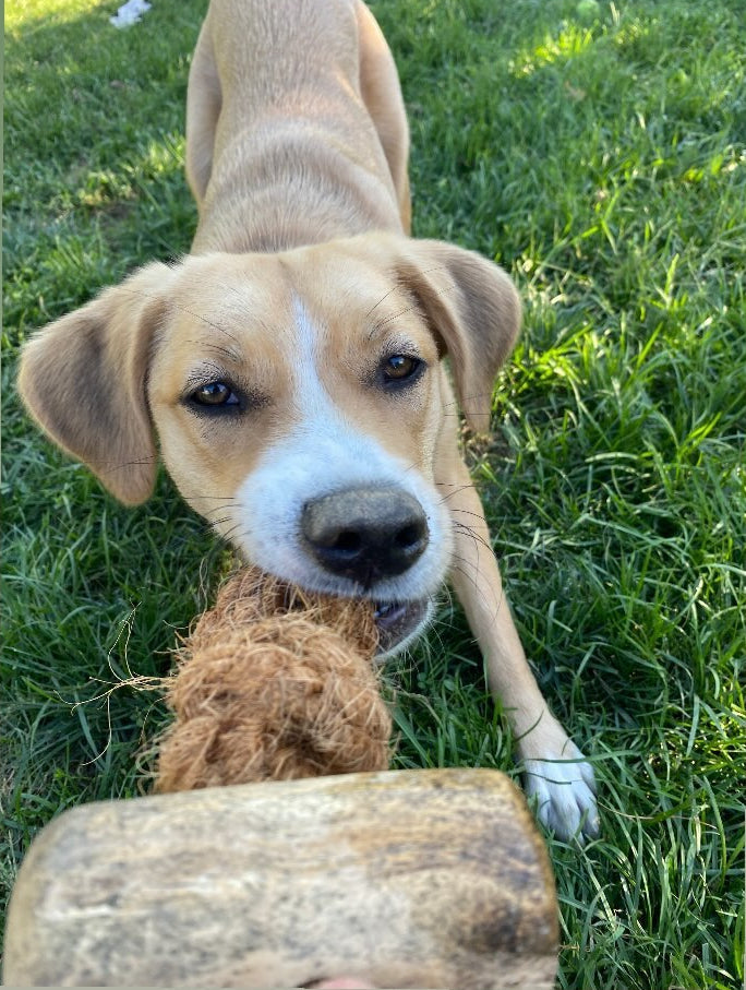 Mumbies Coconut Rope & Original Chew Toy – Natural Eco-Friendly Chew and Tug for Moderate Chewers