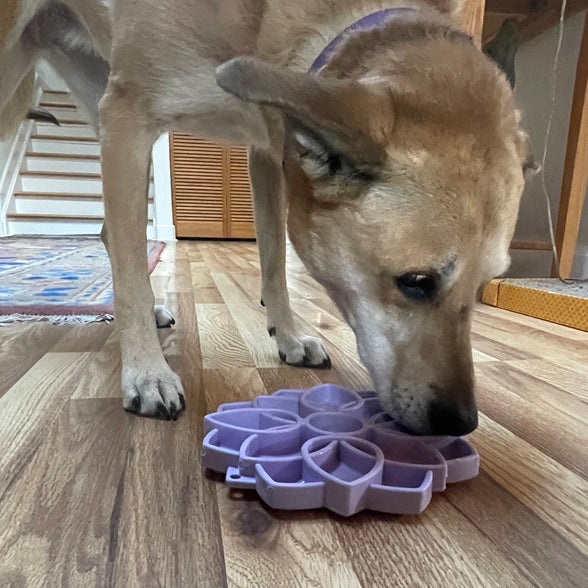 Mandala Softie eTray Shallow Slow Feeder with Suction Cups | Made in USA