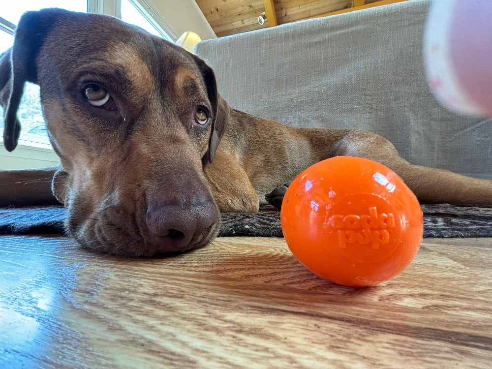 SodaPup Squeak Ball Dog Toy – Durable Floating Squeaky Fetch & Chew Toy (USA Made)