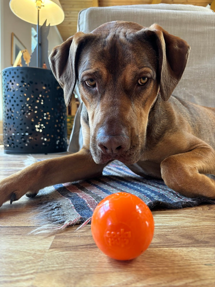 SodaPup Squeak Ball Dog Toy – Durable Floating Squeaky Fetch & Chew Toy (USA Made)