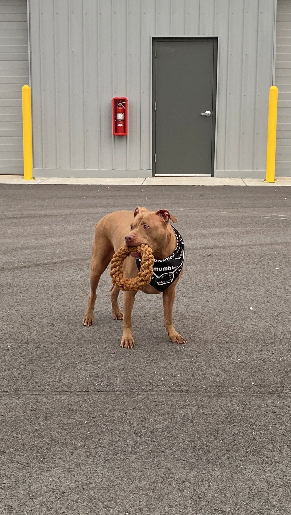 Mumbies Natural Coconut Rope Ring for Dogs – Eco-Friendly Tug, Fetch & Chew Toy for Light to Moderate Chewers