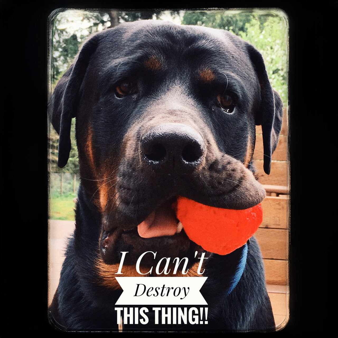 WUNDERball Natural Rubber Dog Ball – Durable Fetch Toy for Aggressive Chewers & Water Play