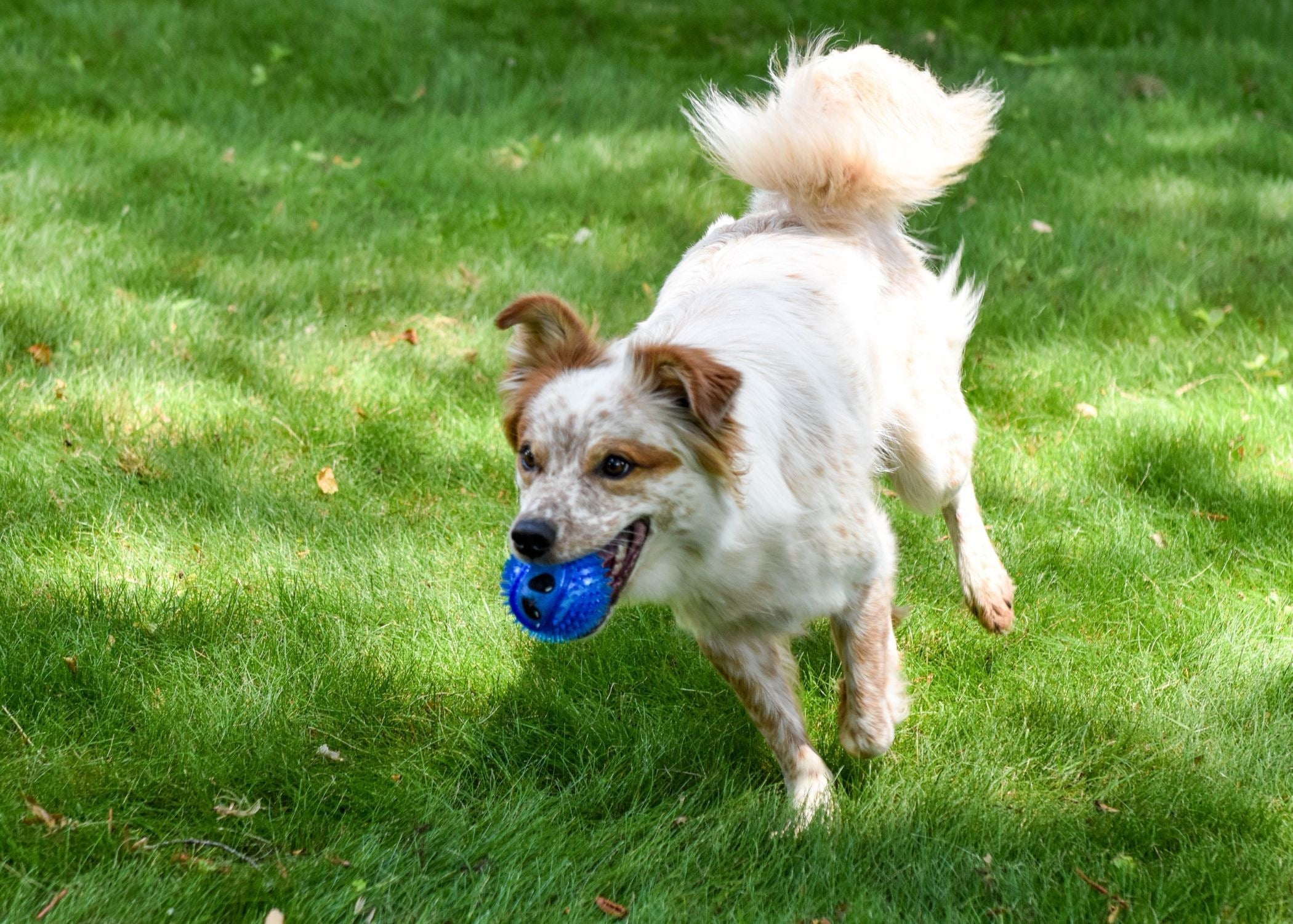 Multipet Alien Tennis Ball Dog Toy – Spiky TPR Squeaky Fetch Ball (2.5", Assorted)