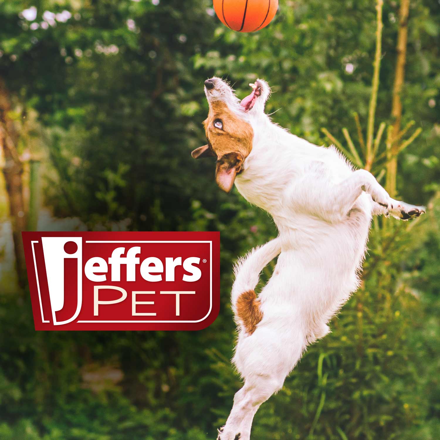 Jeffers Pet Baby Powder Tearless Conditioning Shampoo – 11:1 Concentrated Shampoo for Puppies & Kittens