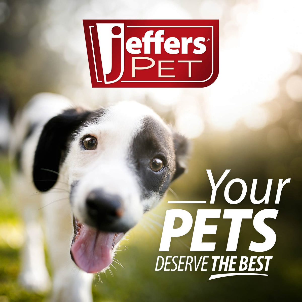 Jeffers Pet Tearless All-Purpose Coconut Oil Shampoo – 8:1 Concentrated Shampoo for Dogs & Cats
