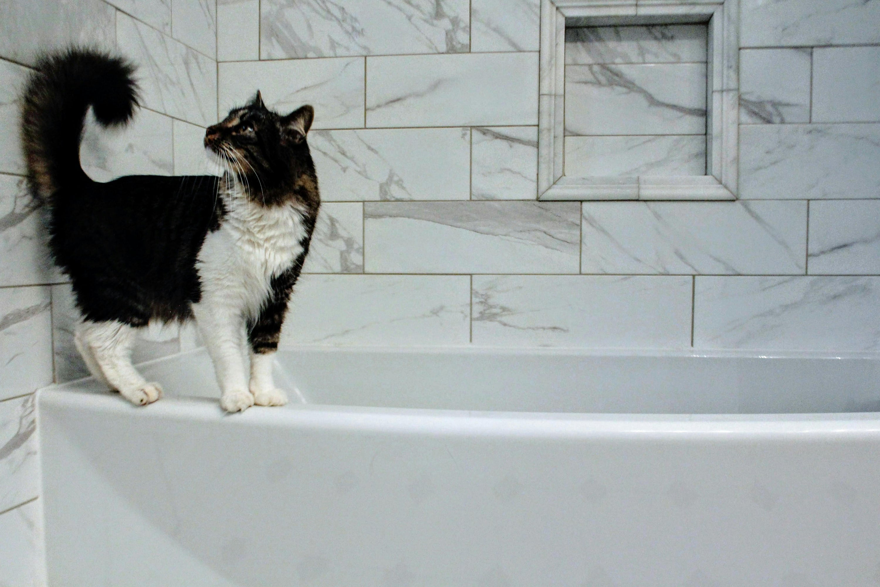 Pure Paws™ Pet Conditioner – Moisturizing, Detangling & Non-Toxic