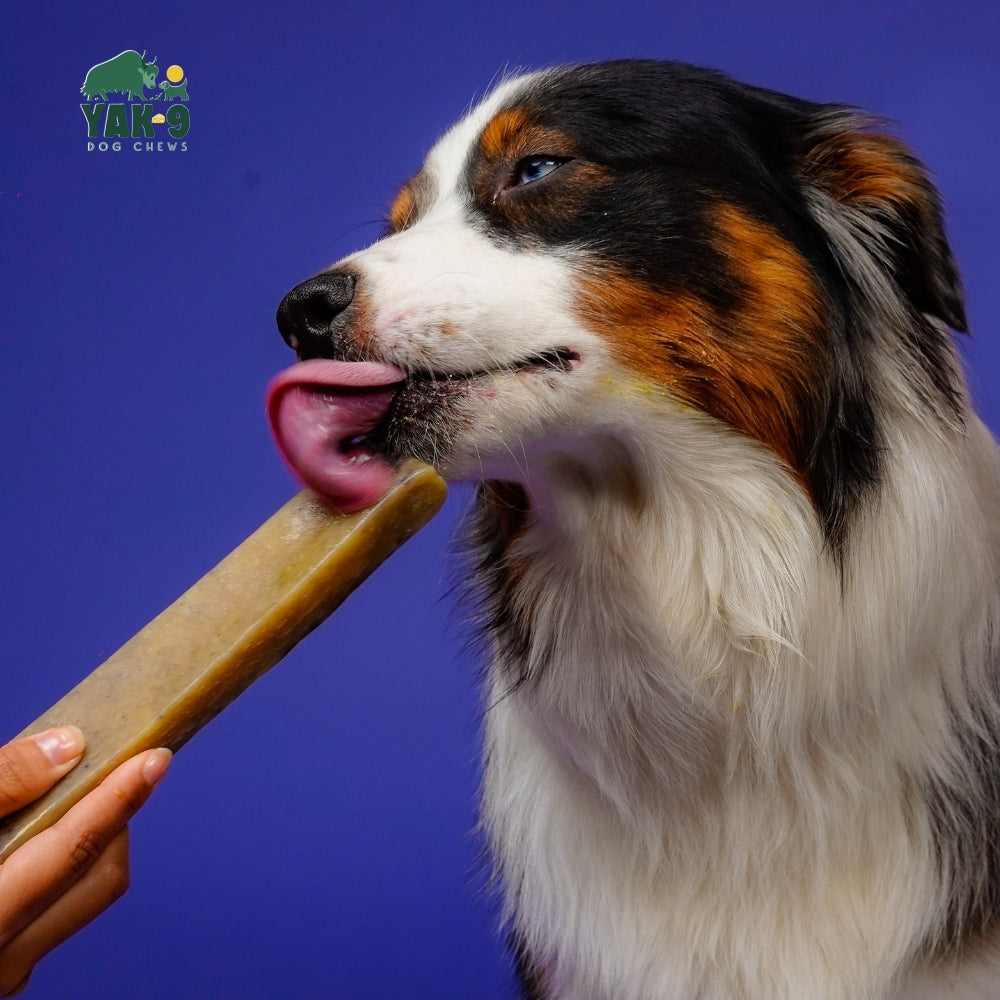 Yak9 Blueberry Yak Cheese Chews for Dogs – Long-Lasting Natural Dental Dog Chew
