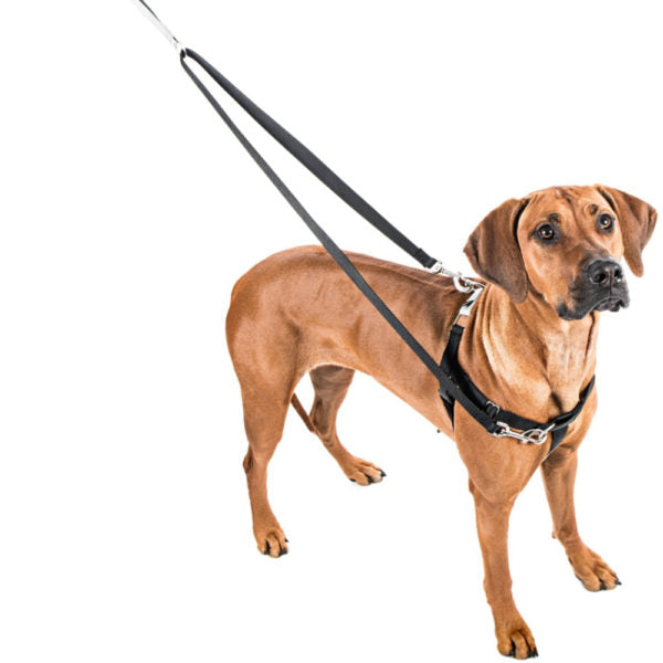 2 Hounds Design Freedom No-Pull Dog Harness with Training & Euro Leash Options – Gentle Control, Maximum Comfort 🐾