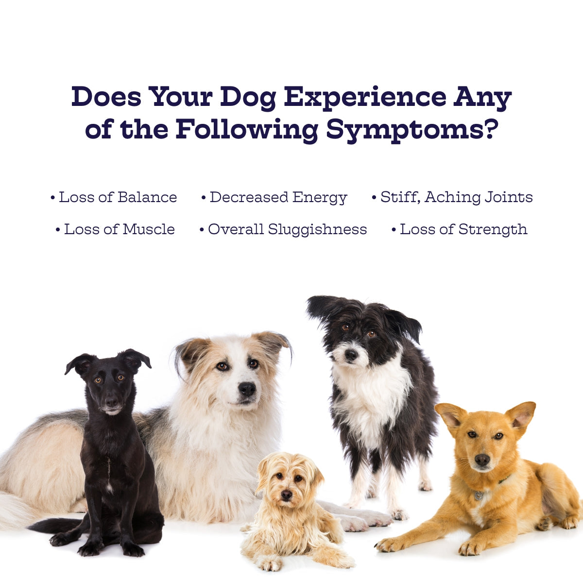 Moe’s Hip & Joint Soft Chews – Glucosamine Joint Support Supplement for Dogs