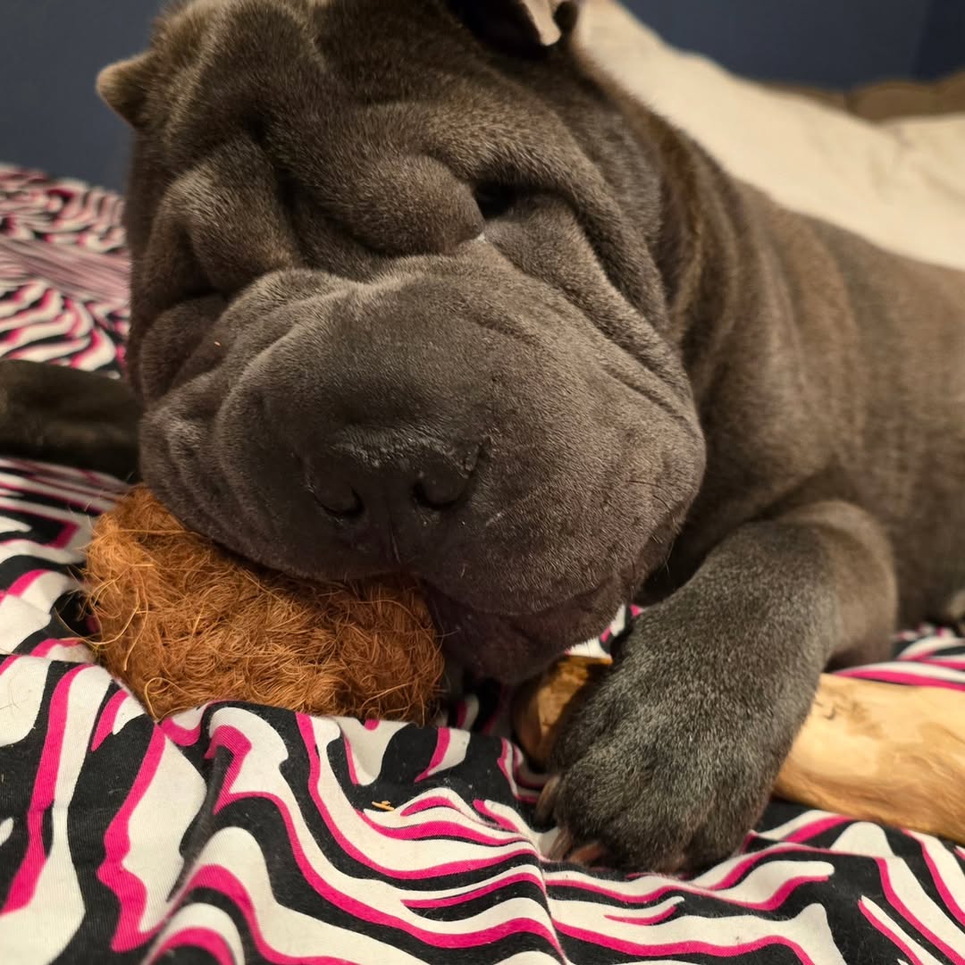 Mumbies Natural Coconut Rope Ball for Dogs – Eco-Friendly Braided Coconut Fiber Dog Toy for Chewing, Fetch & Dental Health