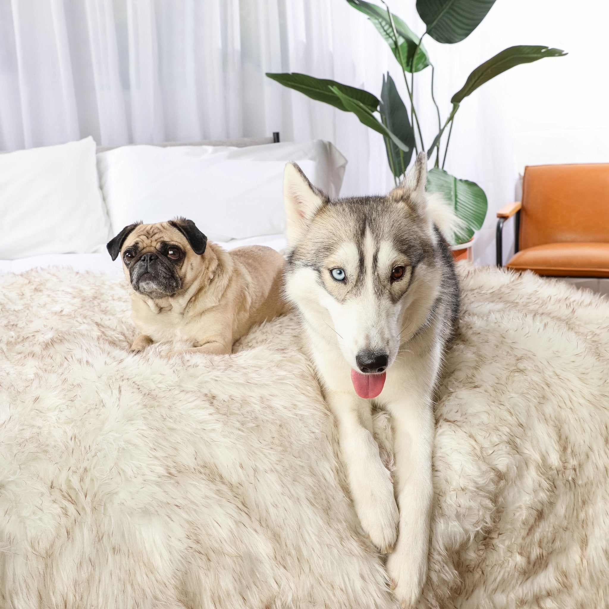 PupProtector™ Waterproof Dog Blanket – Durable, Washable, Throw Furniture Protector for Pets - White with Brown Accents