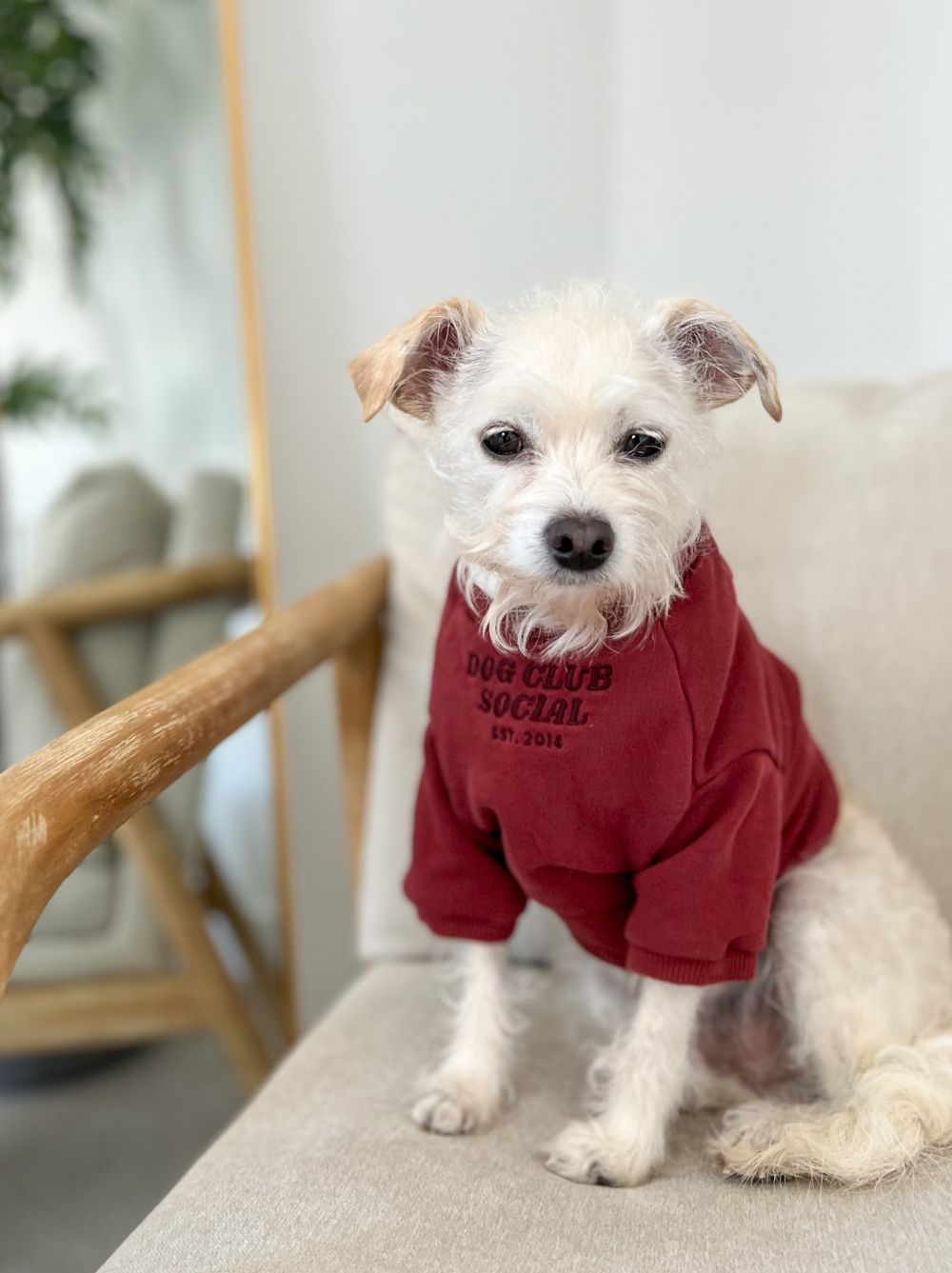 Limited Edition DCS Pullover – Renewed Maroon Oversized French Terry Sweatshirt