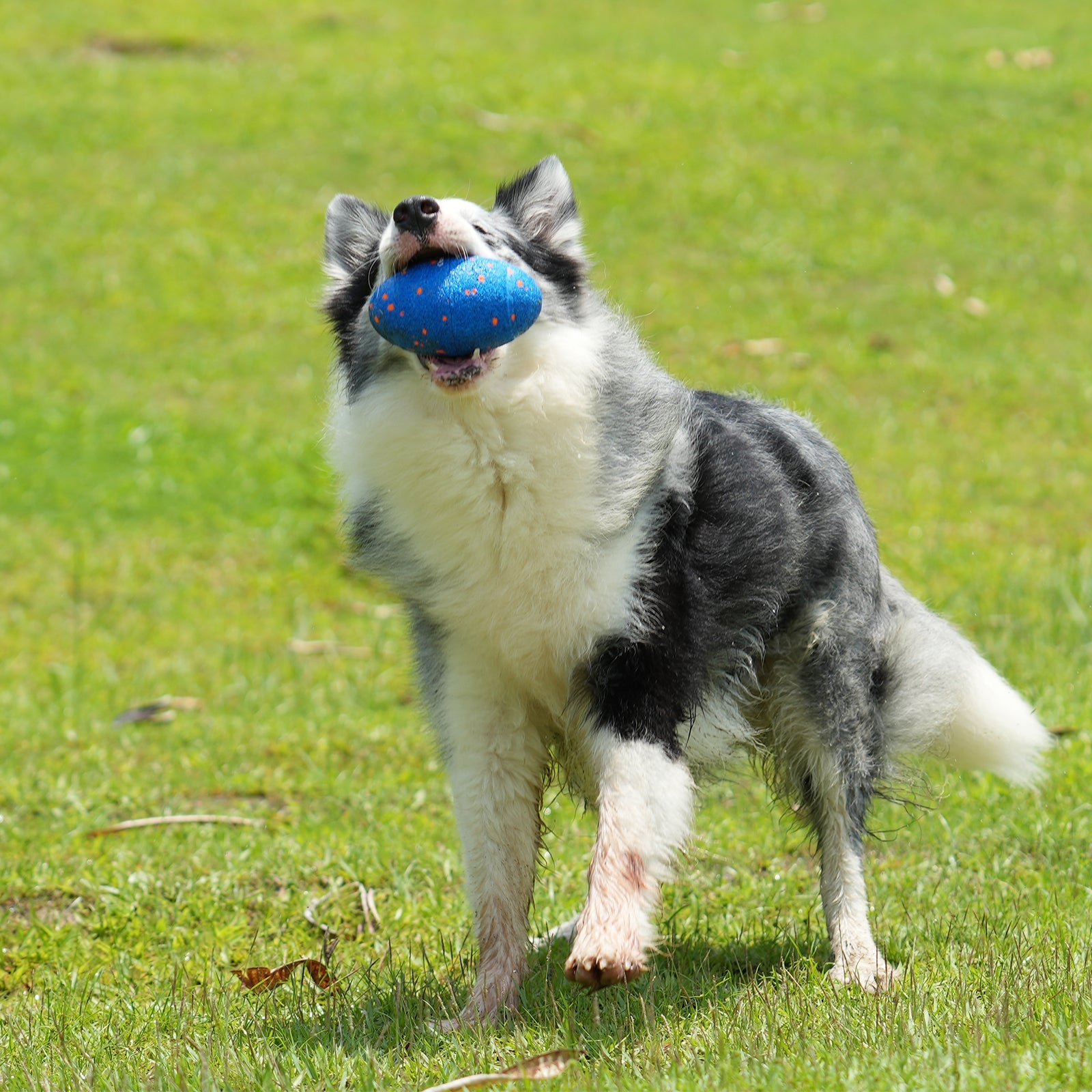 Creeble® Wicked Rugby Interactive Dog Toy – Smart Moving Squeaky Fetch Toy