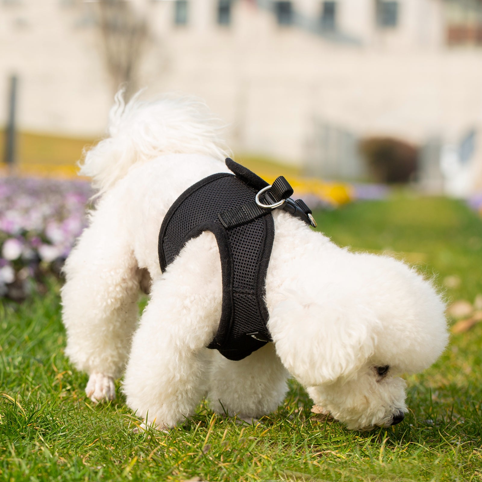 Mr. Peanut’s PupTrek Step-In Harness & Leash Combo – Breathable Mesh Vest for Small Pets