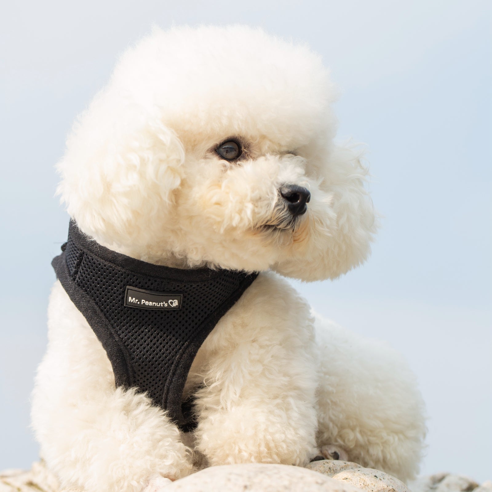 Mr. Peanut’s PupTrek Step-In Harness & Leash Combo – Breathable Mesh Vest for Small Pets