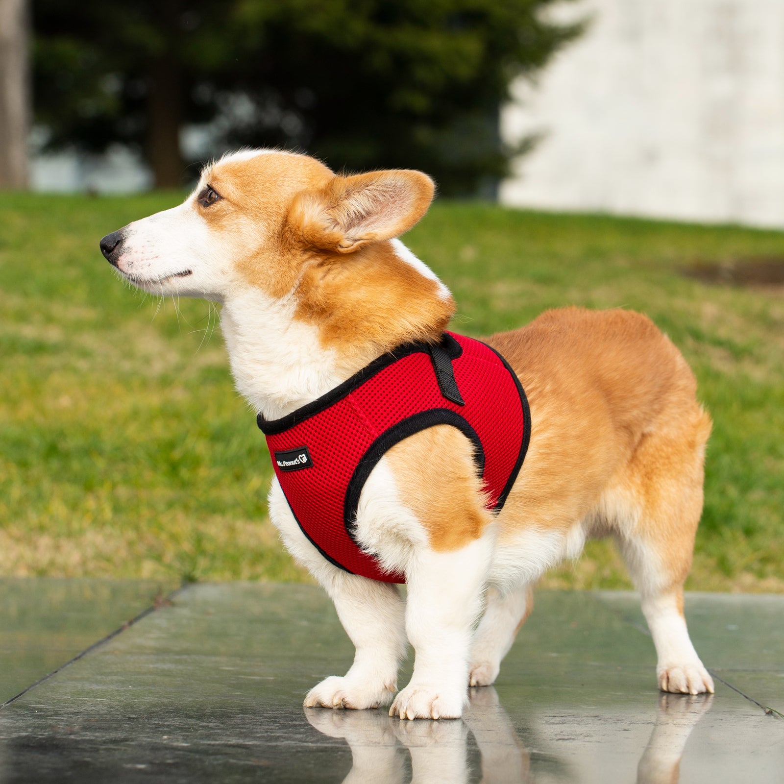 Mr. Peanut’s PupTrek Step-In Harness & Leash Combo – Breathable Mesh Vest for Small Pets