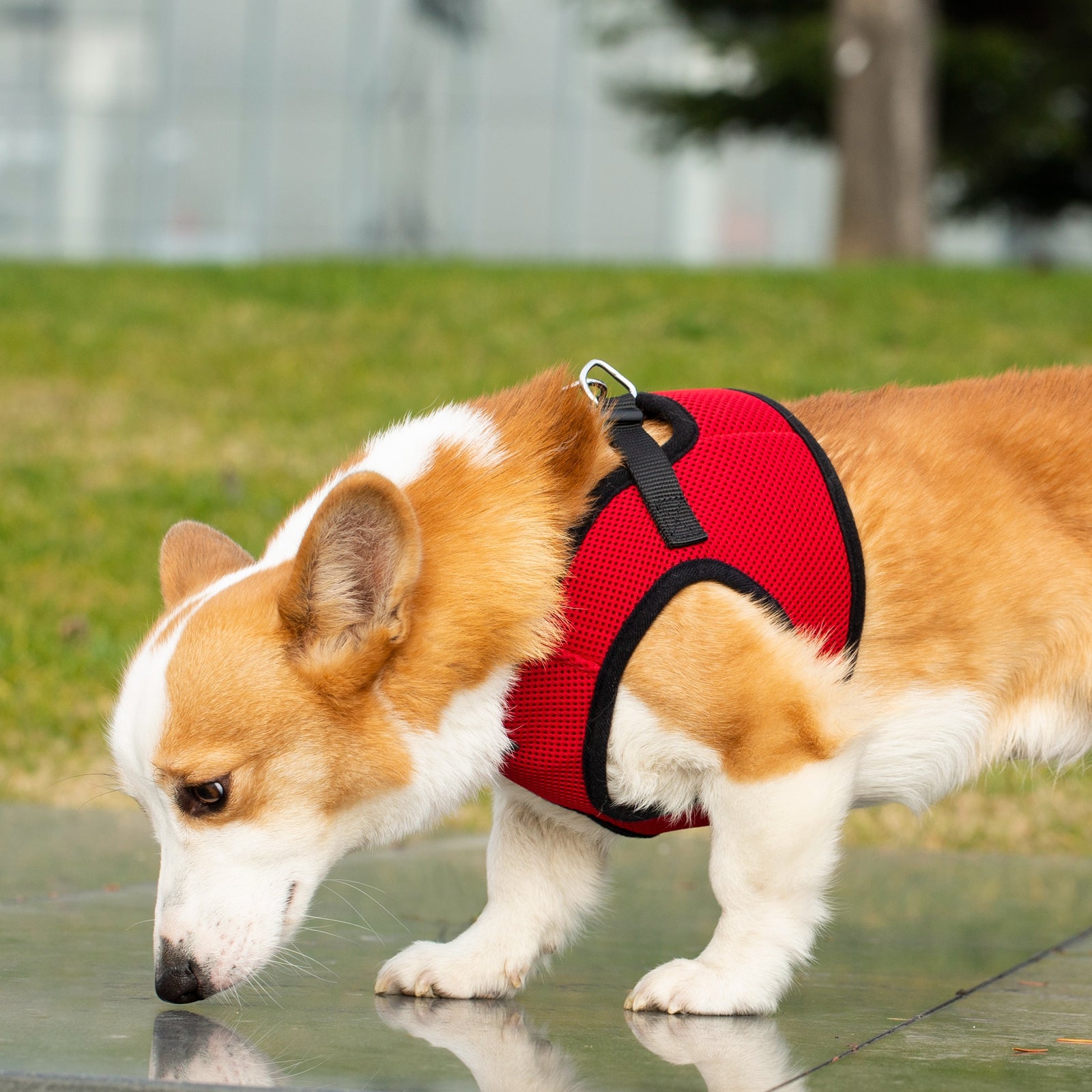 Mr. Peanut’s PupTrek Step-In Harness & Leash Combo – Breathable Mesh Vest for Small Pets