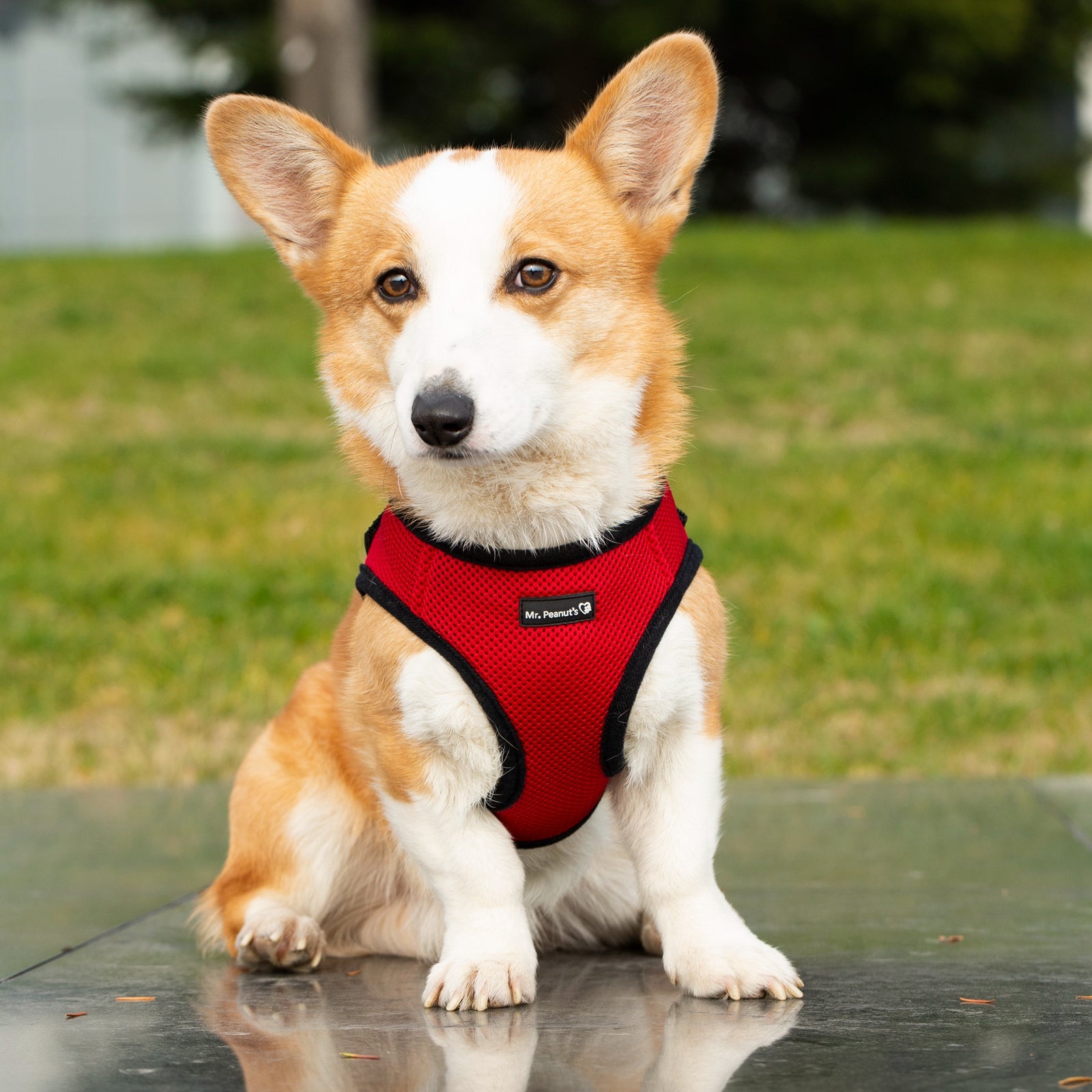 Mr. Peanut’s PupTrek Step-In Harness & Leash Combo – Breathable Mesh Vest for Small Pets